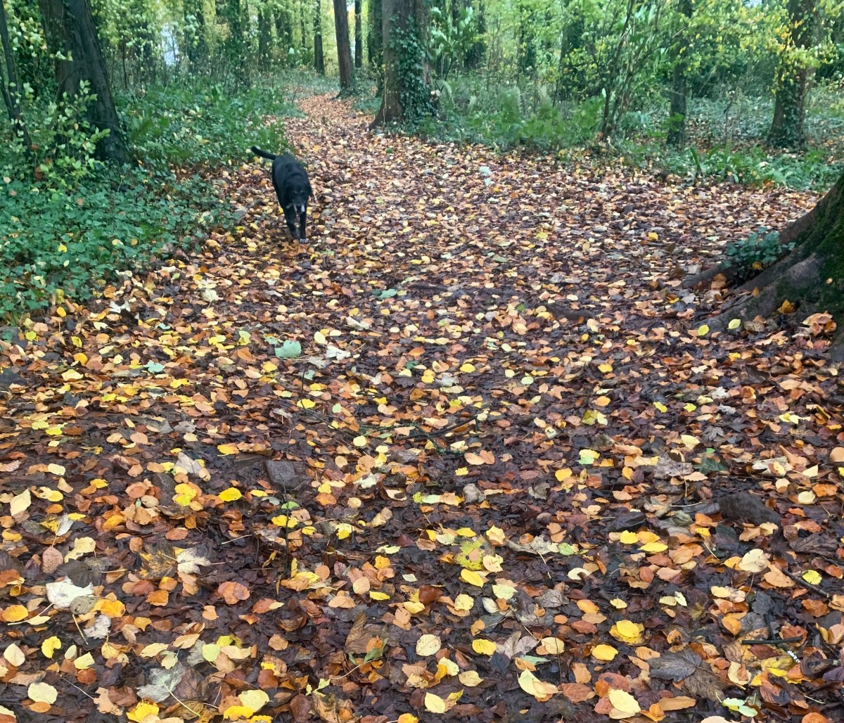 A Little Bit of&nbsp;Wild